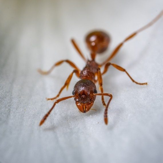 Field Ants, Pest Control in North Cheam, Stonecot Hill, SM3. Call Now! 020 8166 9746