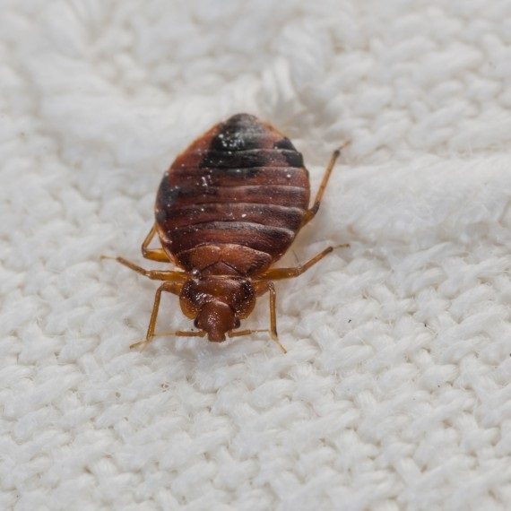 Bed Bugs, Pest Control in North Cheam, Stonecot Hill, SM3. Call Now! 020 8166 9746