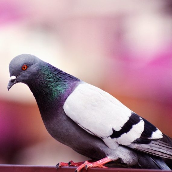 Birds, Pest Control in North Cheam, Stonecot Hill, SM3. Call Now! 020 8166 9746