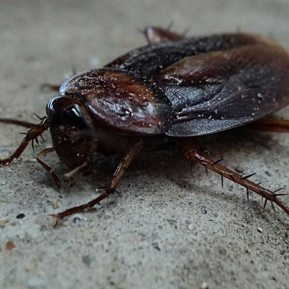 Cockroaches, Pest Control in North Cheam, Stonecot Hill, SM3. Call Now! 020 8166 9746