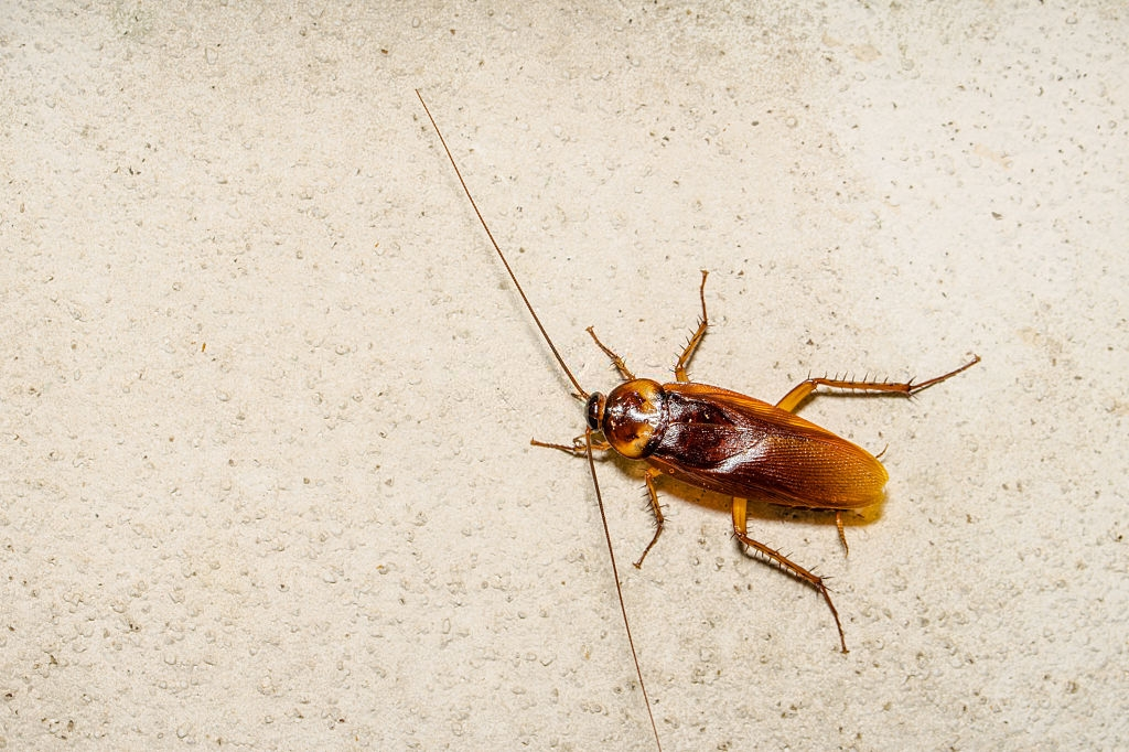 Cockroach Control, Pest Control in North Cheam, Stonecot Hill, SM3. Call Now 020 8166 9746