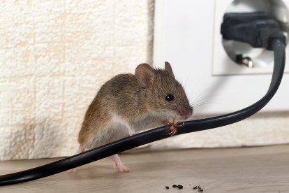 Pest Control in North Cheam, Stonecot Hill, SM3. Call Now! 020 8166 9746