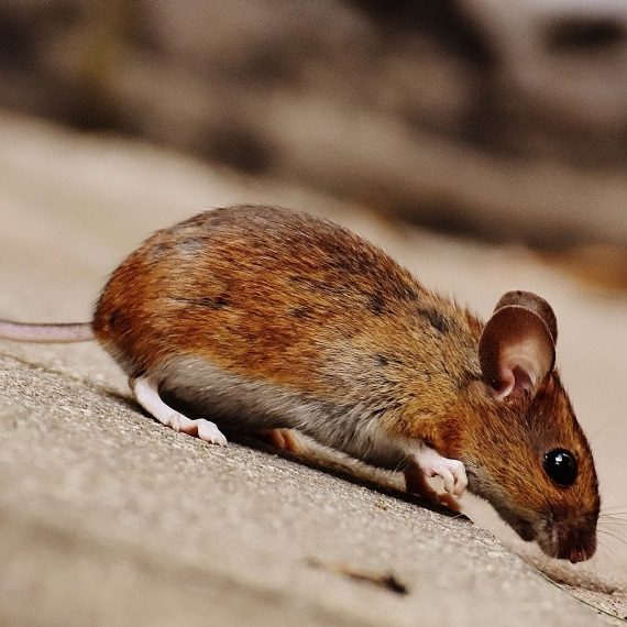 Mice, Pest Control in North Cheam, Stonecot Hill, SM3. Call Now! 020 8166 9746