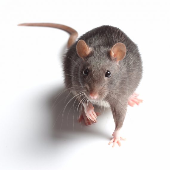 Rats, Pest Control in North Cheam, Stonecot Hill, SM3. Call Now! 020 8166 9746
