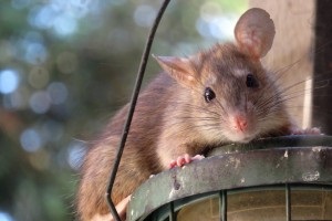 Rat Control, Pest Control in North Cheam, Stonecot Hill, SM3. Call Now 020 8166 9746