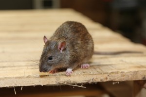 Rodent Control, Pest Control in North Cheam, Stonecot Hill, SM3. Call Now 020 8166 9746