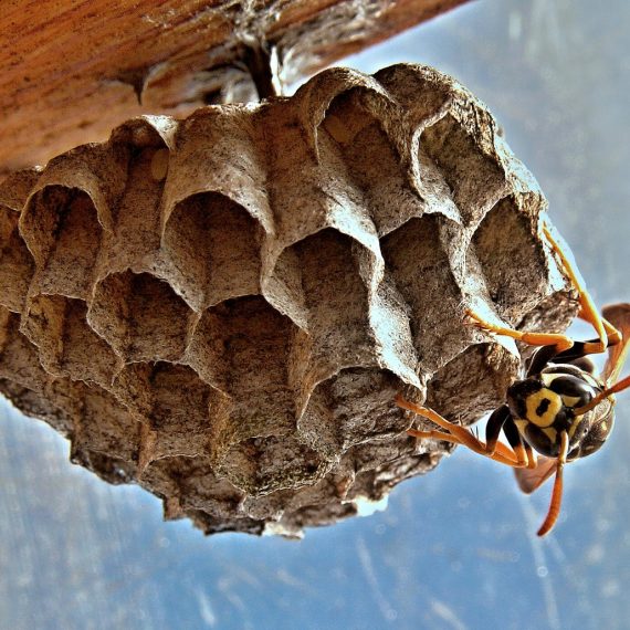 Wasps Nest, Pest Control in North Cheam, Stonecot Hill, SM3. Call Now! 020 8166 9746